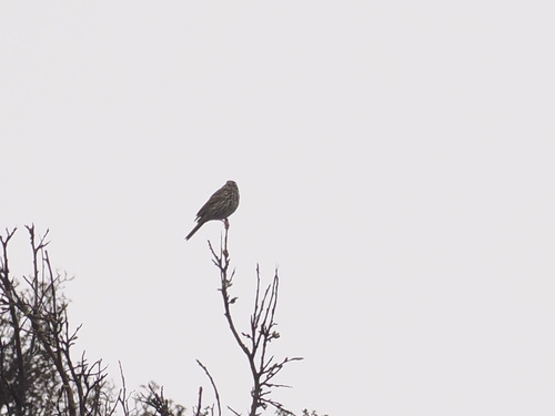 Olive-backed Pipit