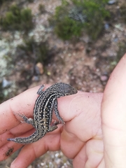 Pedioplanis lineoocellata