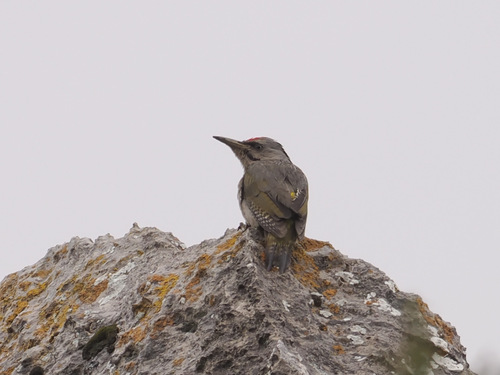 Grey-headed Woodpecker