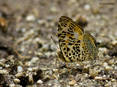 Symbrenthia hypselis