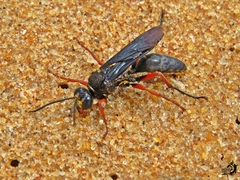 Sphex opacus