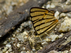 Dodona adonira