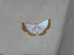 Leuciris institata