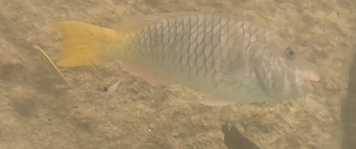 Sparisoma rubripinne