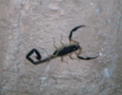 Centruroides fulvipes