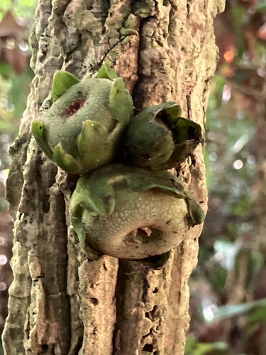 Praravinia suberosa observed 2025-07-03