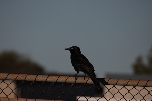 Little Crow (Corvus bennetti), photo 6