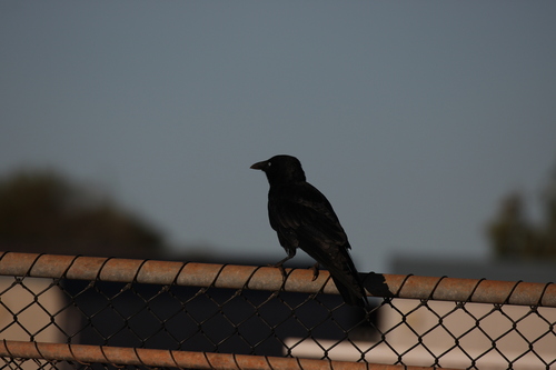 Little Crow (Corvus bennetti), photo 7