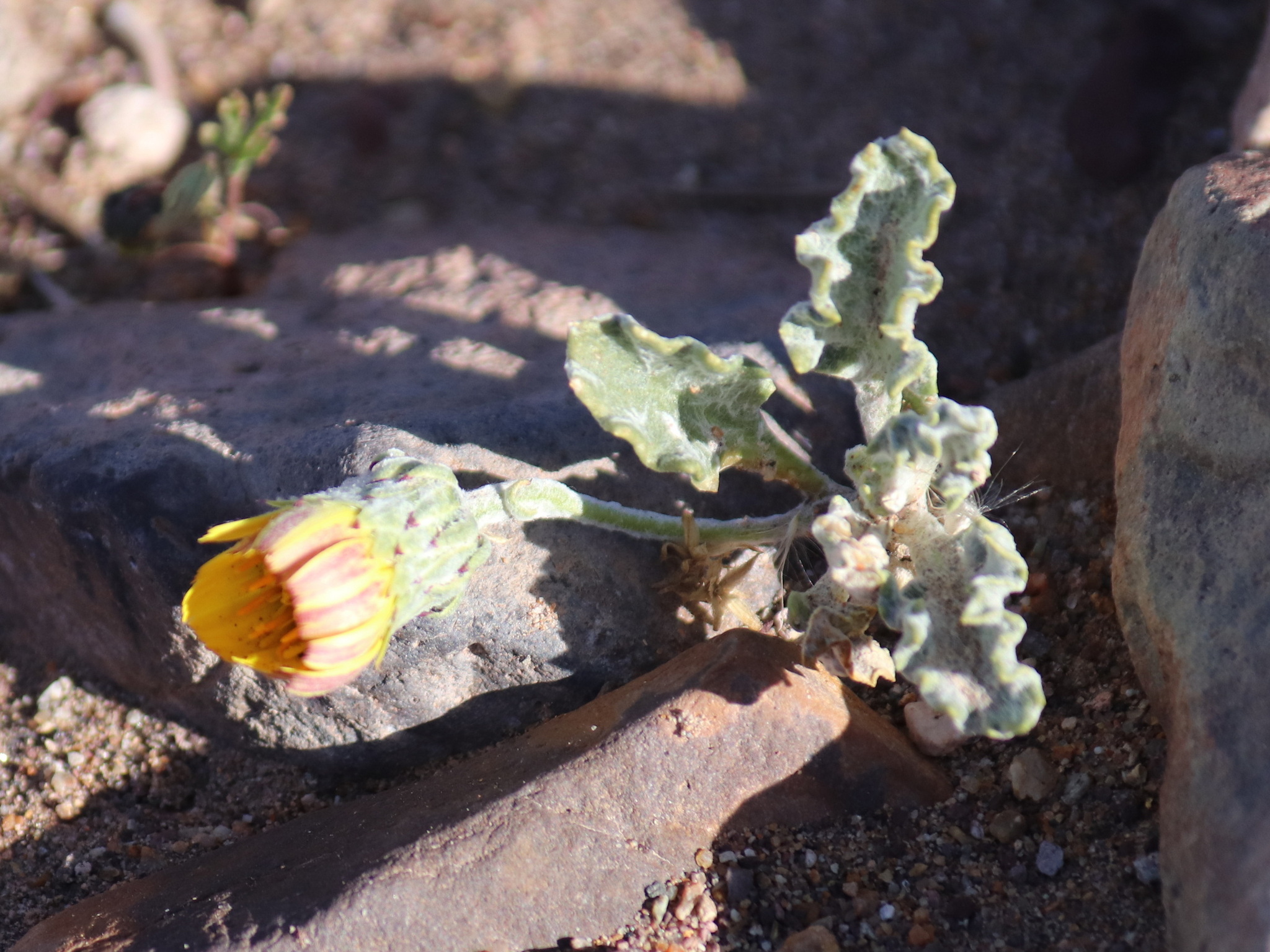 Trichocline caulescens