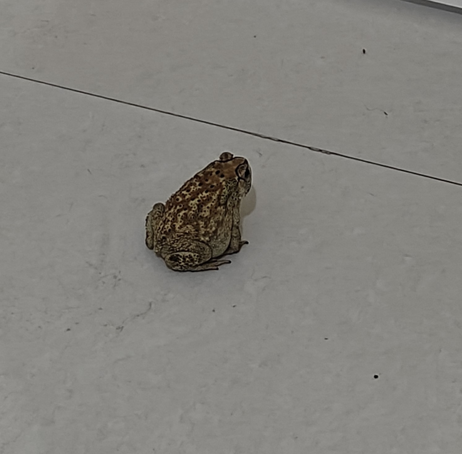 Indian Common True Toad