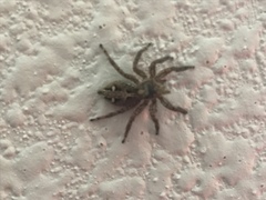 Plexippus paykulli