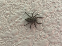 Plexippus paykulli