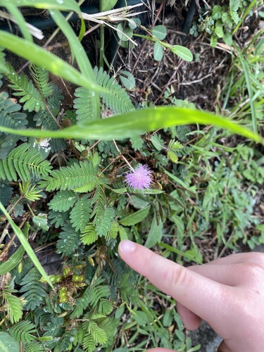 Mimosa pudica