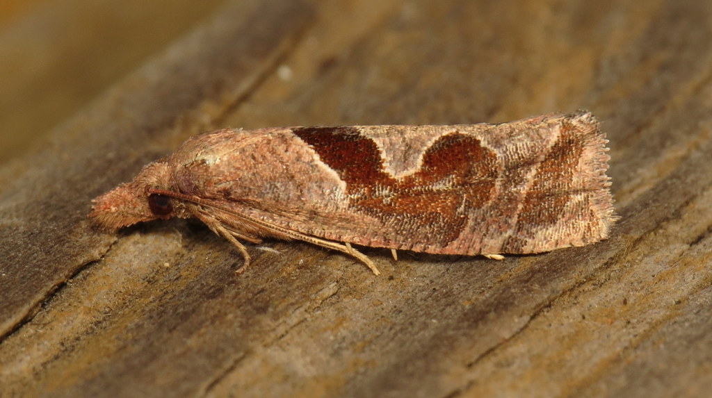 Similar Eucosma