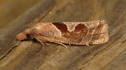 Similar Eucosma