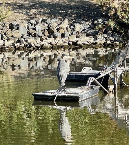 iNaturalist observation photo of Great Blue Heron