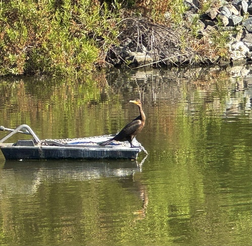 iNaturalist observation photo of Double-crested Cormorant