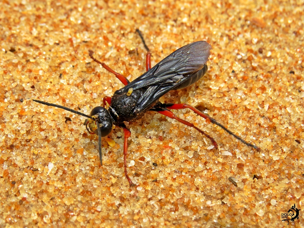Sphex opacus