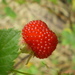 Rubus probus - Photo John Moss，沒有已知版權限制（公共領域）
