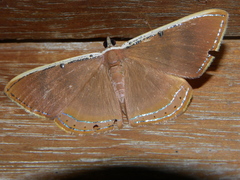 Palyas pallicosta