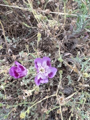 Clarkia williamsonii, photograph (c) David Matthew, some rights reserved (CC BY)