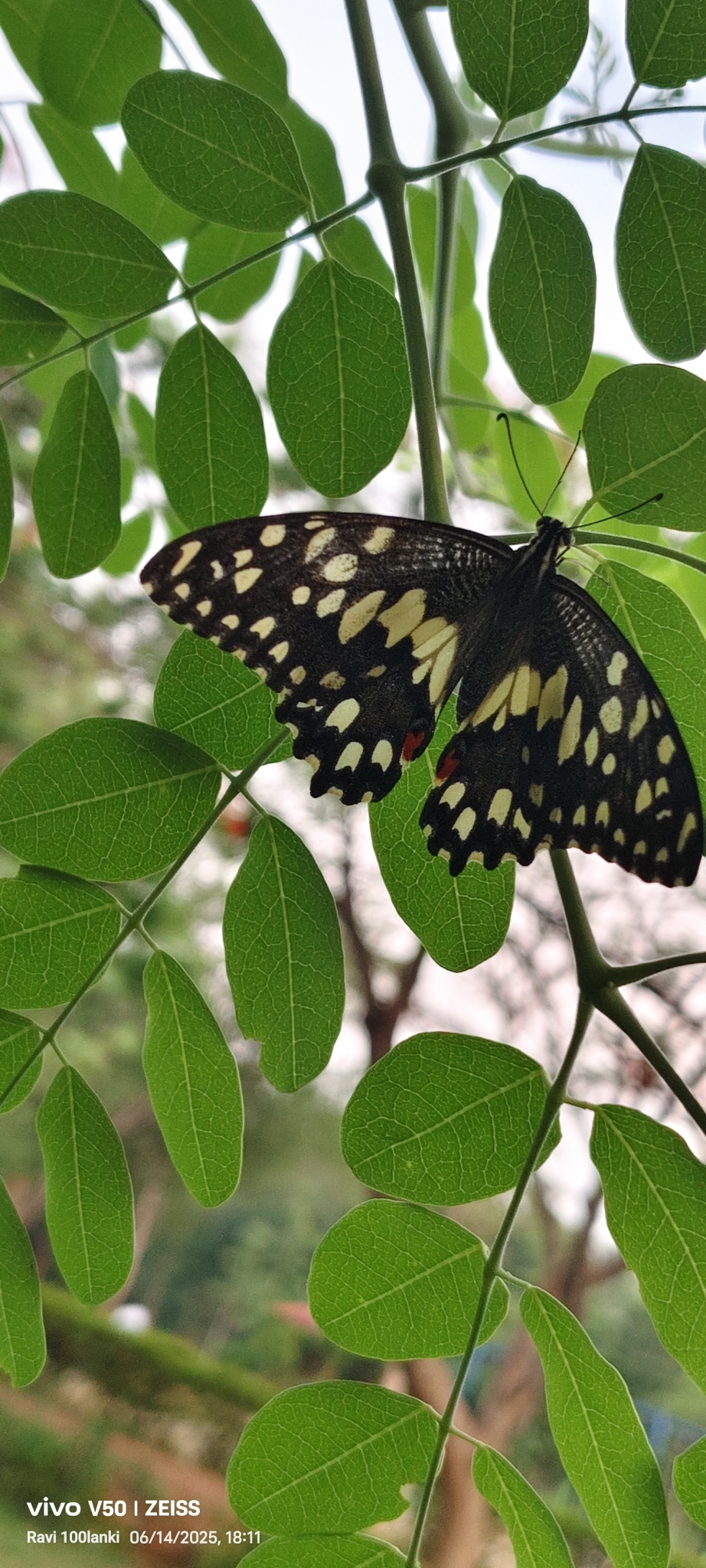 Lime Swallowtail