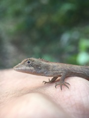 Pseudocalotes microlepis