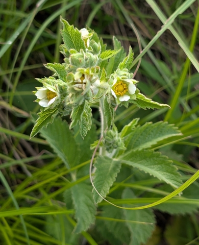 Tall Cinquefoil