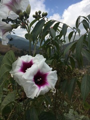 Ipomoea campanulata