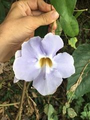 Thunbergia laurifolia