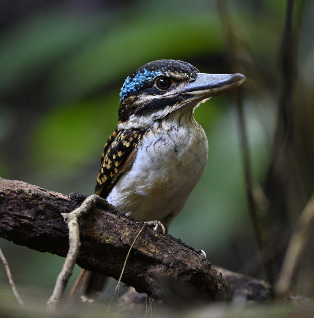 Hook-billed Kingfisher