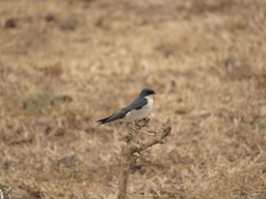 Hirundo dimidiata