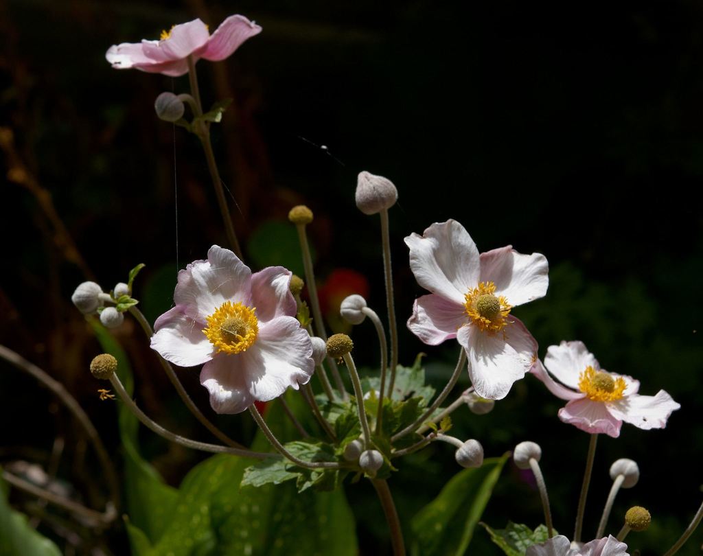 Anemone tomentosa — a medium houseplant, prefers full sun light