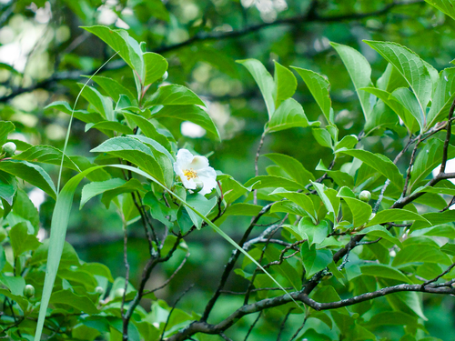 Japanese Stewartia (Stewartia pseudocamellia)