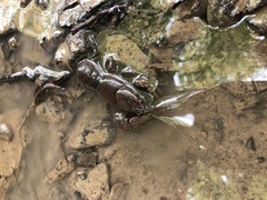 Cambarus carinirostris