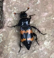 Nicrophorus marginatus