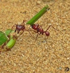 Atta laevigata
