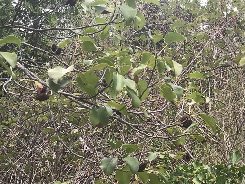 Italian alder