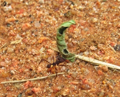 Atta laevigata
