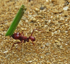 Atta laevigata