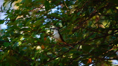 Campylorhynchus chiapensis