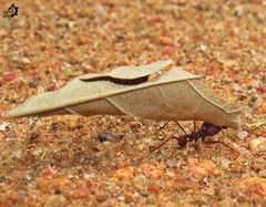 Atta laevigata