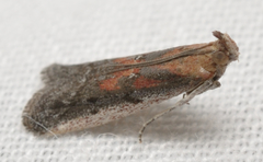 Honora montinatatella