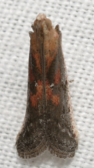 Honora montinatatella