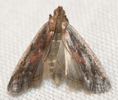 Honora montinatatella