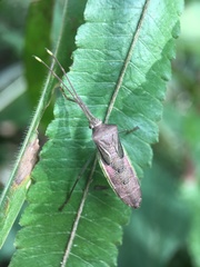 Dasynini