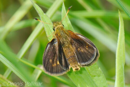 Mulberry Wing photo 4