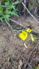 Diplotaxis tenuifolia