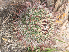 Echinofossulocactus tetraxiphus