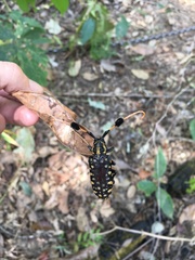 Aristobia approximator